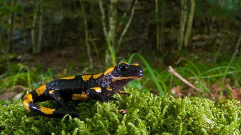 The forested terrarium with a small stream and substrate is pretty, but less suitable for the controlled and reliable proliferation of fire salamanders. | Federico Crovetto, Shutterstock