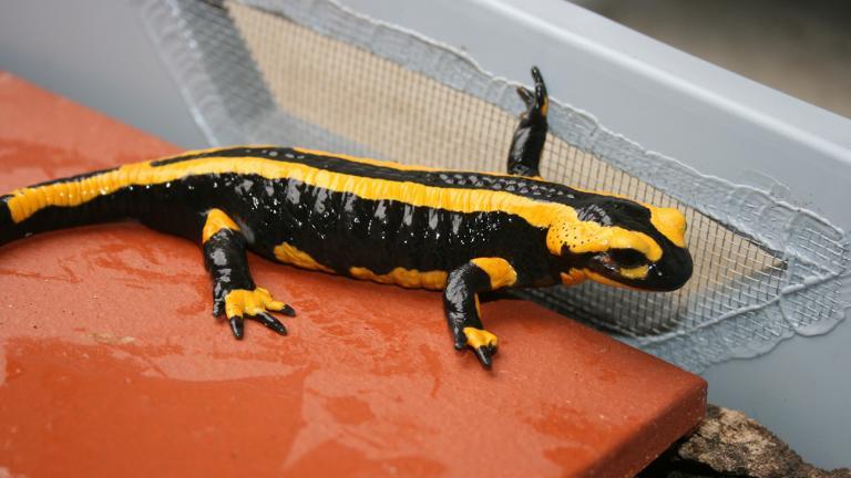 In the end, the fire salamanders were most comfortable in gray storage boxes – at least if you count health, plentiful offspring, and a long life span as the markers of wellbeing. | Uwe Seidel