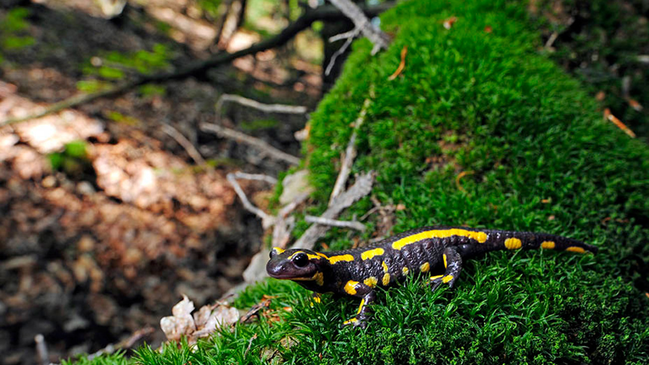 Fire salamander. | Benny Trapp