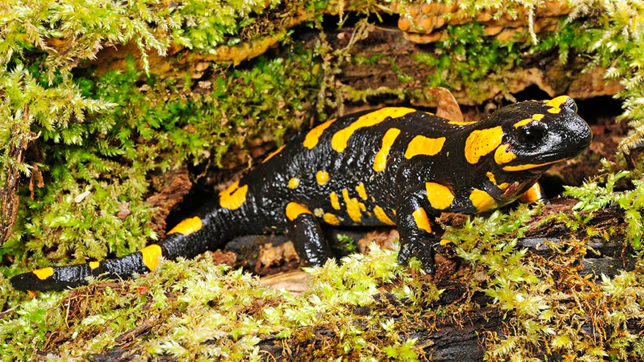 The fire salamander is common across Europe and has split into approximately 14 subspecies. The Salamandra salamandra almanzoris inhabits a large area of Central and Eastern Europe. | Benny Trapp