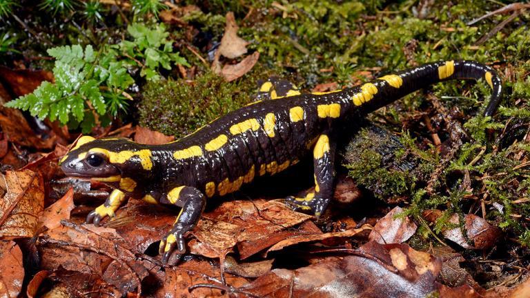 Salamandra salamandra terrestris inhabits large areas of the western part of Central Europe. | Benny Trapp