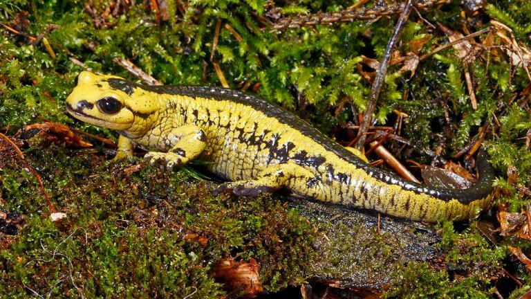 Salamandra salamandra alfredschmidti aus Asturien in Spanien | Benny Trapp