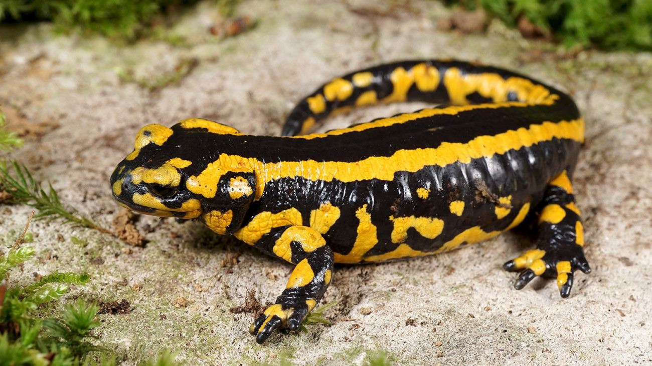 Salamandra salamandra fastuosa aus Nordwestspanien | Benny Trapp