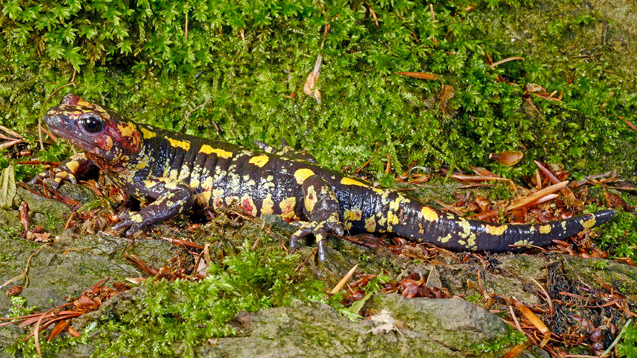 Salamandra salamandra galaica besiedelt den Westen der Iberischen Halbinsel. | Benny Trapp