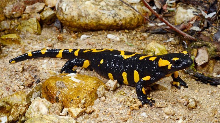 Bei so viel Vielfalt ist es schwierig, Grenzen zu ziehen: Salamandra salamandra beschkovi aus Bulgarien wird heute meist nicht mehr als eigene Unterart anerkannt. | Benny Trapp