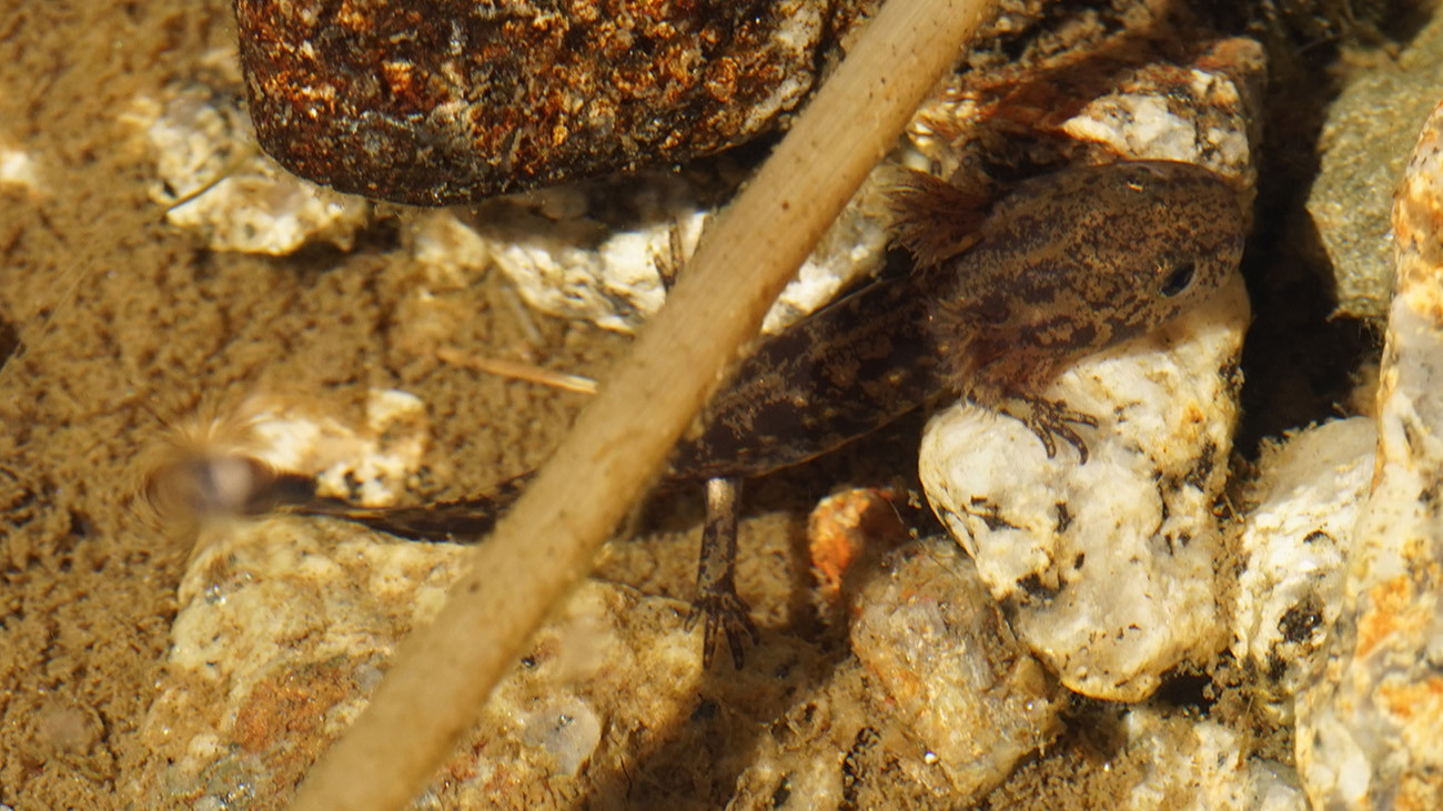 Almanzor larvae in their natural habitat. | Philip Gerhardt