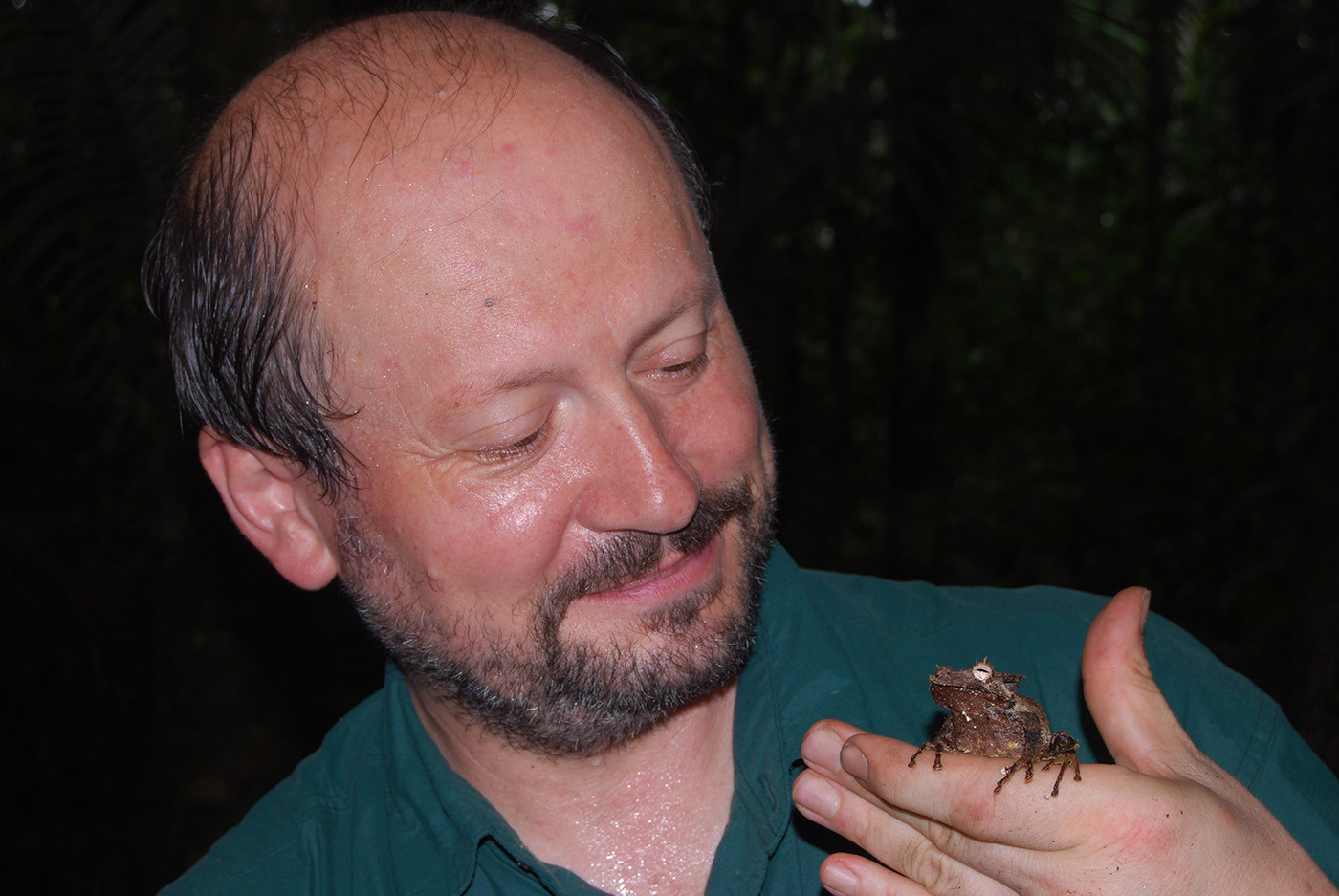 Such research findings are the product of years of hard work, made even more challenging because the frogs live in treetops and are not easy to find. Sometimes it takes years – and multiple trips – before Karl-Heinz manages to catch a second specimen. | Karl-Heinz Jungfer