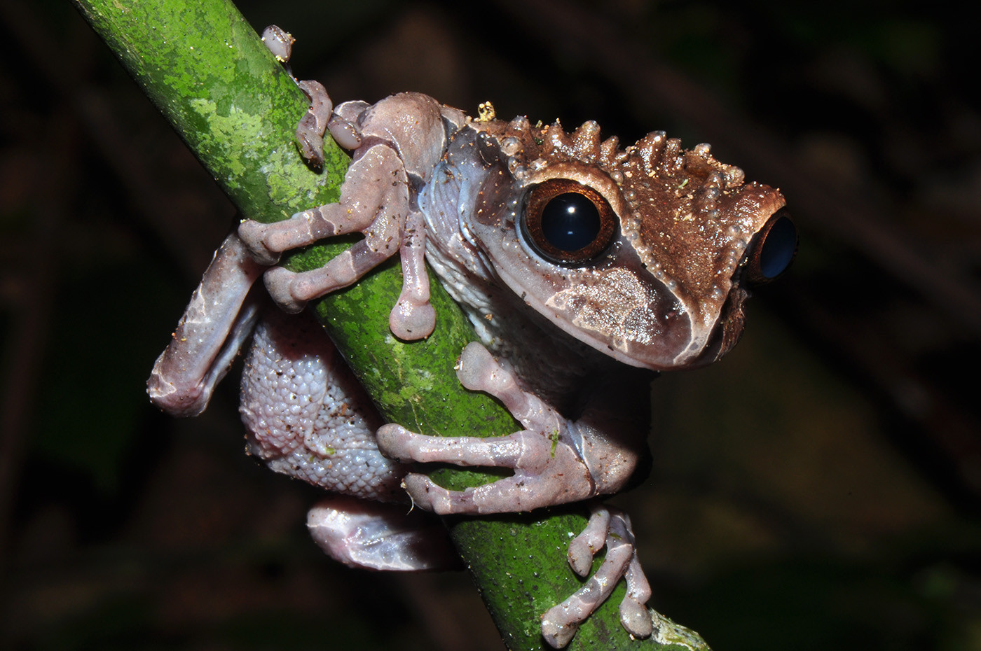 The Spiny-headed tree frog Triprion spinosus has an amazing reproductive strategy that was only became clear through Karl-Heinz’s terrarium observations. When researchers found the first tadpoles…