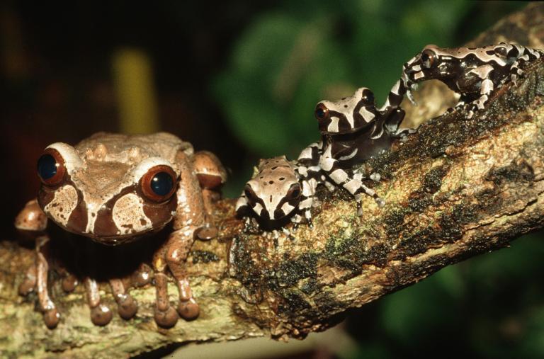 Female Spiny-headed tree frogs with their newly metamorphosed young. | Karl-Heinz Jungfer