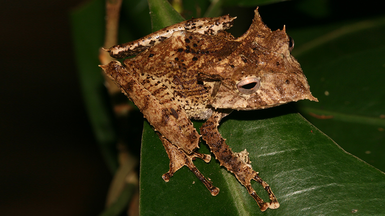 A highlight: the bizarre Sumaco Horned tree frog (Hemiphractus proboscideus) from the Amazon Basin. The females carry their eggs on their backs until the baby frogs hatch. | Tobias Eisenberg