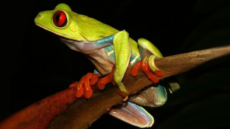 One of the most common and most charismatic Central American frogs is the Red-Eyed Treefrog (Agalychnis callidryas). The beautiful frogs are often kept in terrariums, and were among the first frogs that Tobias himself bred. 
| Tobias Eisenberg