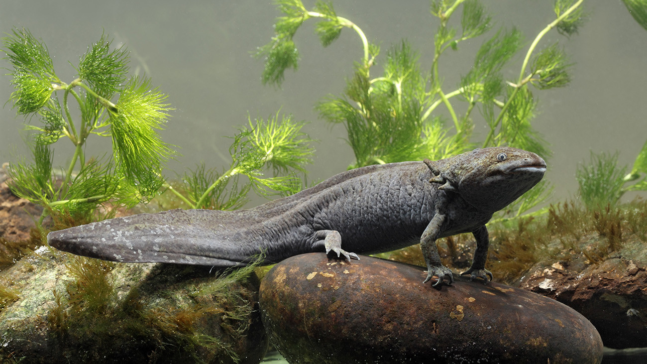 Der Axolotl ist ein naher Verwandter des Pátzcuaro-Querzahnmolchs. Auch er ist neoten, durchläuft also keine vollständige Metamorphose, sondern bleibt eine ewige Larve. | Erni, Shutterstock