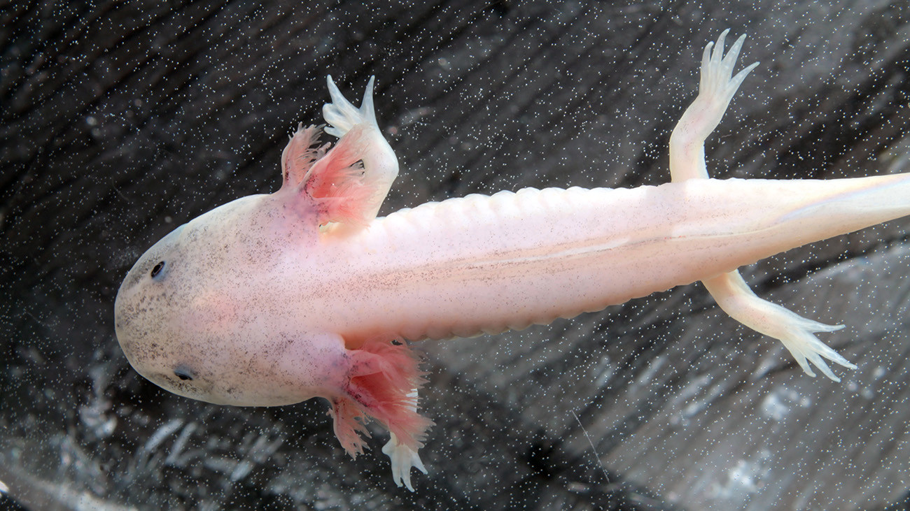 Auch für Genetiker sind Axolotl hochinteressant. Inzwischen kursieren mehrere künstlich gezüchtete Farbformen, etwa Albino-Axolotl. | Kazakov Maksim, Shutterstock