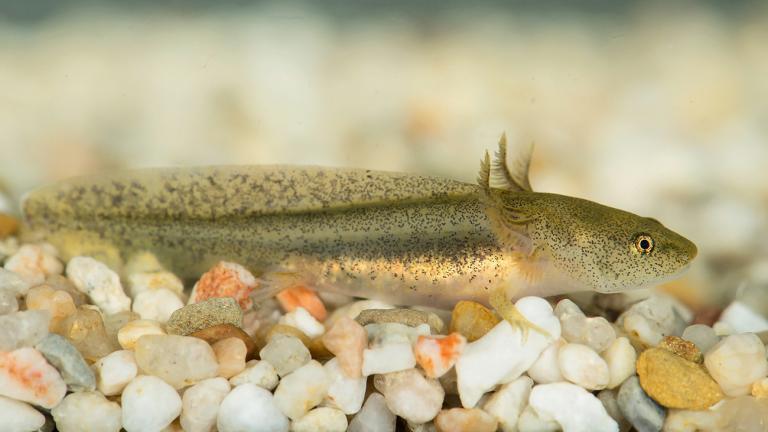 A young Lake Pátzcuaro Salamander larva. Its species also retains many larval attributes in adulthood. | Daniel Zupanc, Tiergarten Schönbrunn