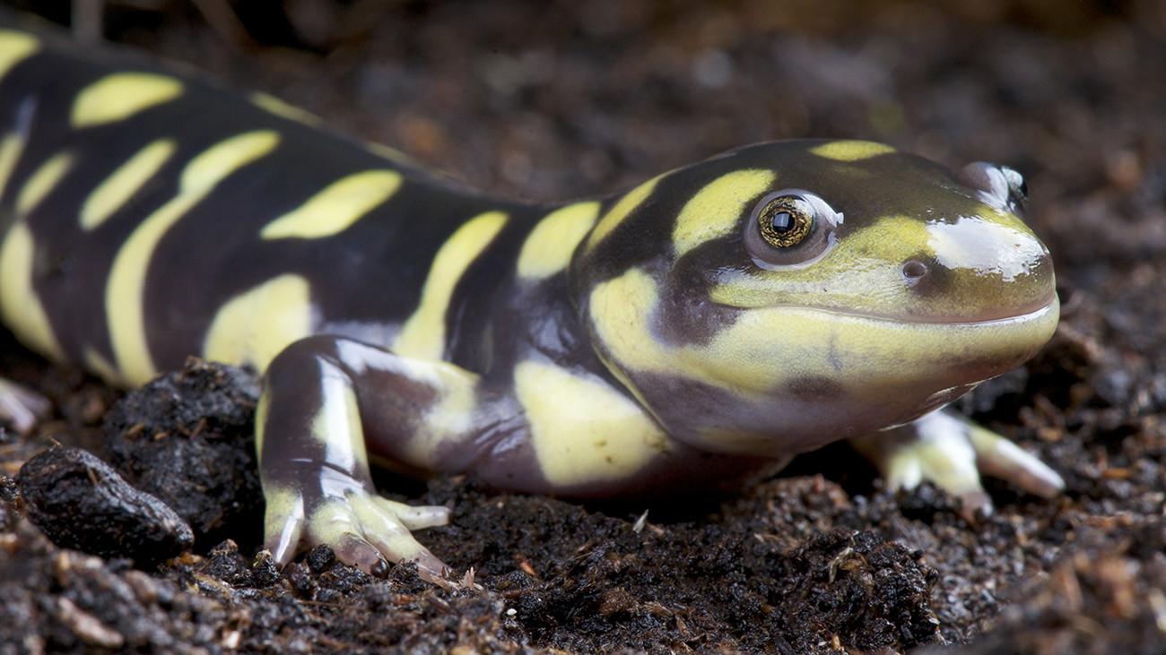 Many salamanders are partly or fully neotenous – retaining juvenile characteristics as adults. The Tiger Salamander (Ambystoma tigrinum), for example, has neotenous populations as well as populations in which the animals turn into full-grown salamanders. | reptiles4all, Shutterstock
