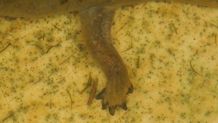Ebenso wie beim Axolotl können auch Pátzcuaro-Querzahnmolche verloren gegangene Arme und Beine wieder regenerieren. | Joachim Nerz