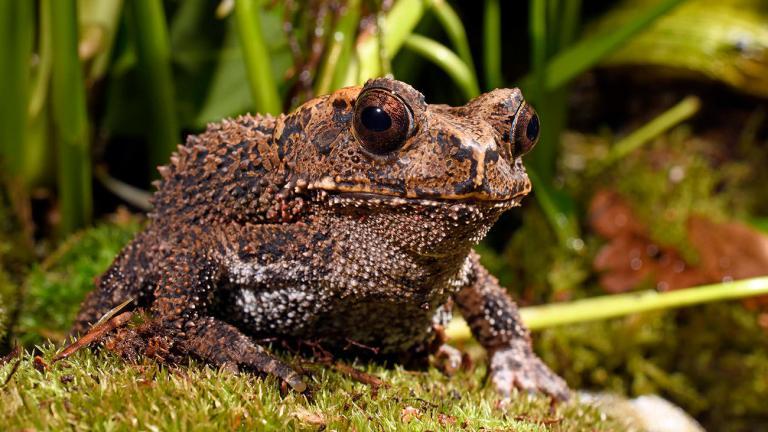 The Bony-Headed Toad is one of 610 toad species worldwide. | Benny Trapp, Frogs & Friends