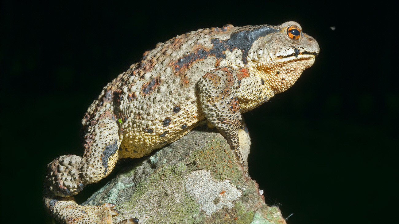 Toads populate all continents. A typical example: the Asiatic toad (Bufo gargarizans). | Kirsanov Valeriy Vladimirovich, Shutterstock