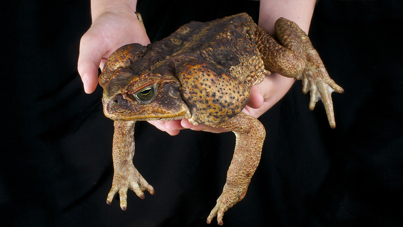 Manche Kröten werden wirklich riesig, wie etwa die Aga-Kröte (Rhinella marina). | reptiles4all, Shutterstock