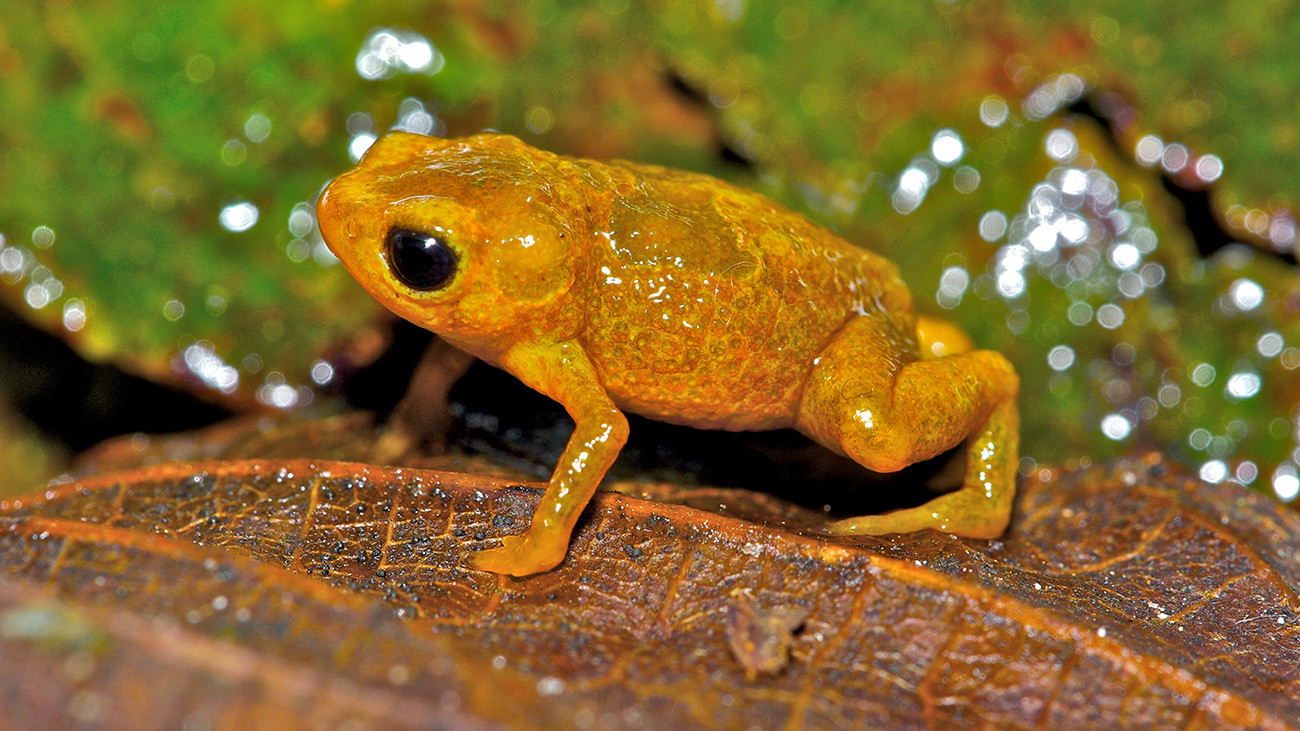 Andere sind extrem klein, wie die Gelben Sattelkröten (Brachycephalus) mit Längen von 1–2 cm. | Pedro Bernardo, Shutterstock
