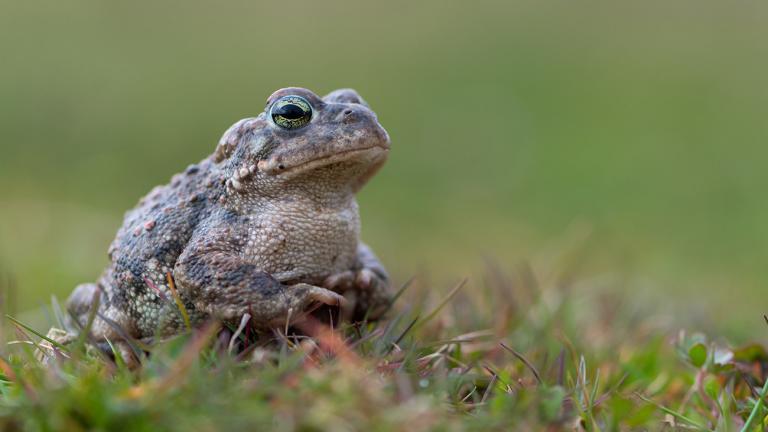 Most toads live on the ground and are well camouflaged by their skin color, which resembles soil or leaves. This is a Natterjack Toad (Epidalea calamita). | Marek R. Swadzba, Shutterstock