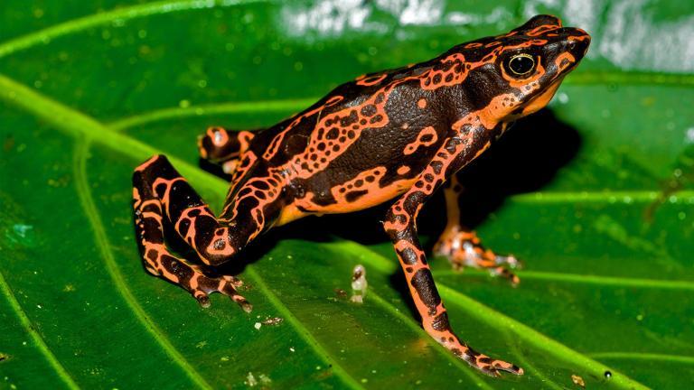 Andere weisen durch prächtige Farben auf ihre Ungenießbarkeit hin, wie die vom Aussterben bedrohte Panama-Stummelfußkröte (Atelopus zeteki). | Justin Black, Shutterstock