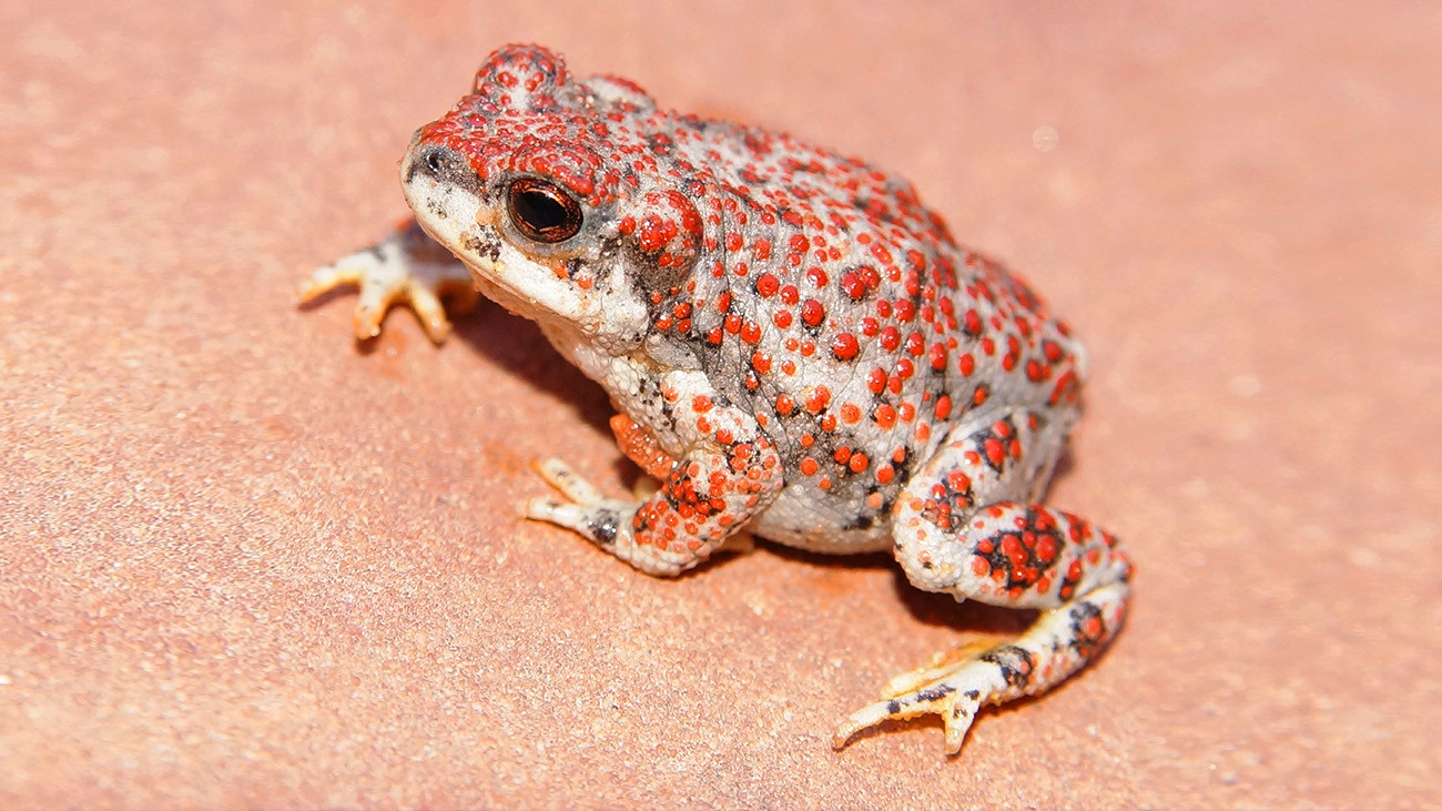 But even “normal” toads, such as the Red-spotted Toad (Anaxyrus punctatus), can have pretty colors. | Matt Jeppson, Shutterstock