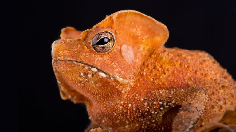 Some toads, such as the Guiana Shield Leaf Toad (Rhinella lescurei), deviate from the usual form. | reptiles4all, Shutterstock