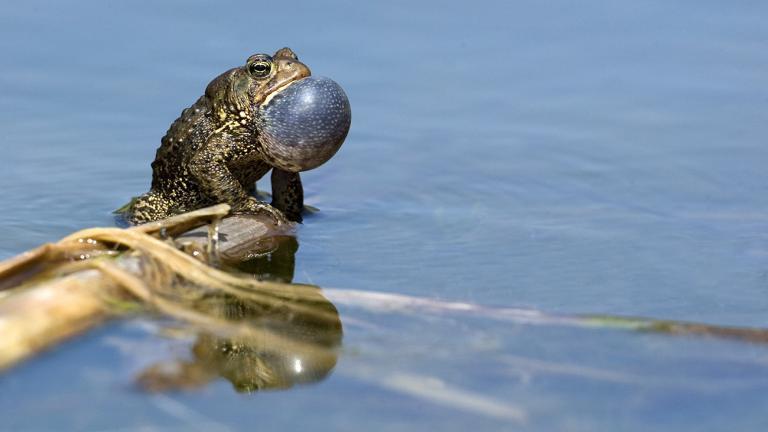 Male toads try to attract females by croaking, such as the American Toad, Anaxyrus americanus. | Gerald Marella, Shutterstock
