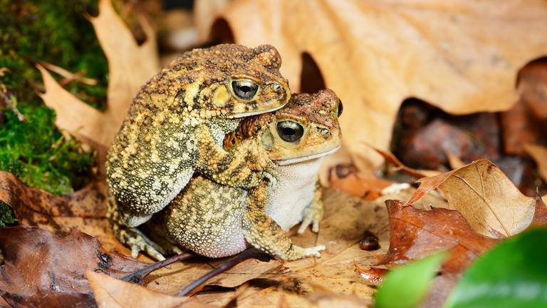 The so-called “Amplexus” is like foreplay for toads: the female carries the male on her back for days before mating, such as the Guttural Toads (Sclerophrys gutturalis) seen here. | Aleksey Stemmer, Shutterstock