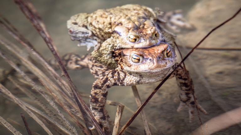 Schließlich kommt es dann meistens im Wasser zur Eiablage, wie bei der europäischen Erdkröte (Bufo bufo). | Jaroslav Moravcik, Shutterstock