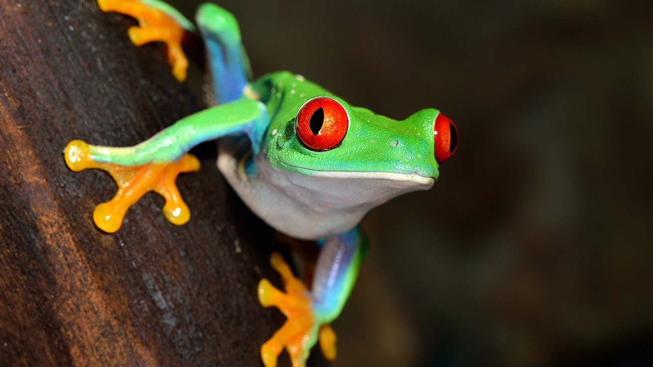 The Lemur Leaf Frog is one of approximately 65 species of leaf frogs in the Latin American rainforests. The most common  leaf frog is the Red-Eyed Treefrog Agalychnis callidryas. | Aleksey Stemmer, Shutterstock