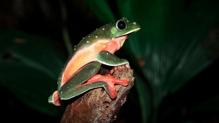 The Morelet’s Treefrog’s Agalychnis moreletii habitat ranges from Mexico to Honduras. This species’ population also dramatically decreased because of the chytrid fungus. | Keven Wells Photography, Shutterstock