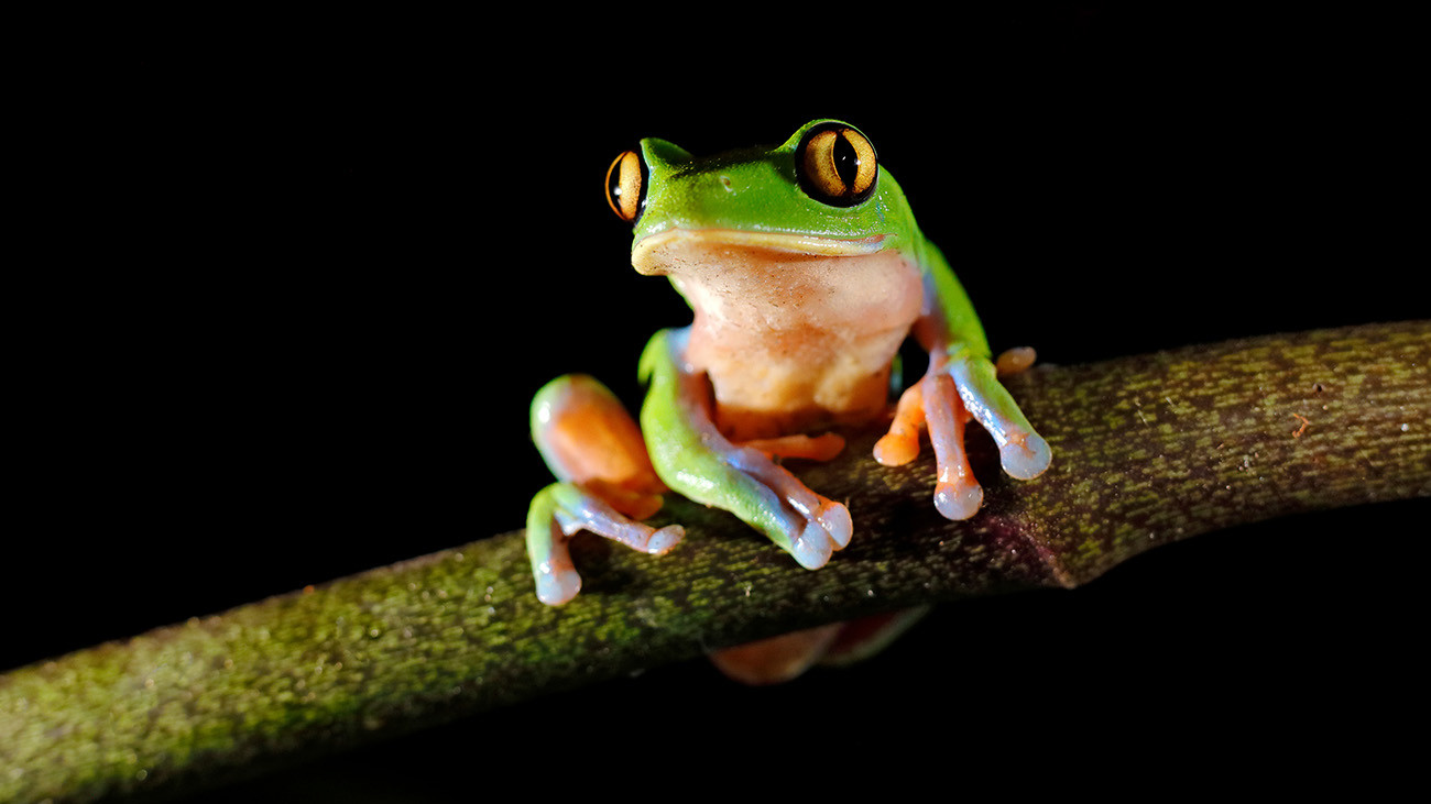 The Blue-sided Treefrog Agalychnis annae has gone extinct in most parts of its original habitat in Costa Rica because of the chytrid fungus. | Ondrej Prosicky, Shutterstock