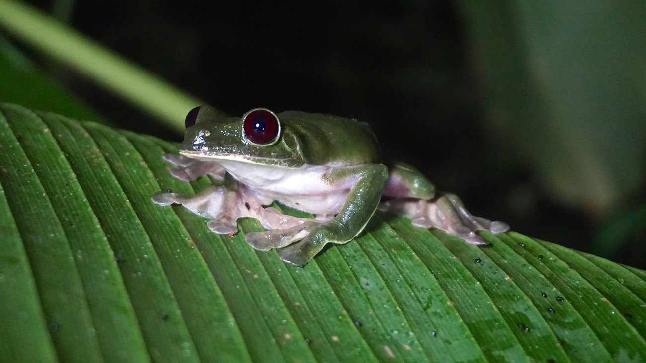 The Gliding Treefrog Agalychnis spurrelli lives in northern South America. It can travel long distances between trees in gliding flight. | Björn Encke, Frogs & Friends