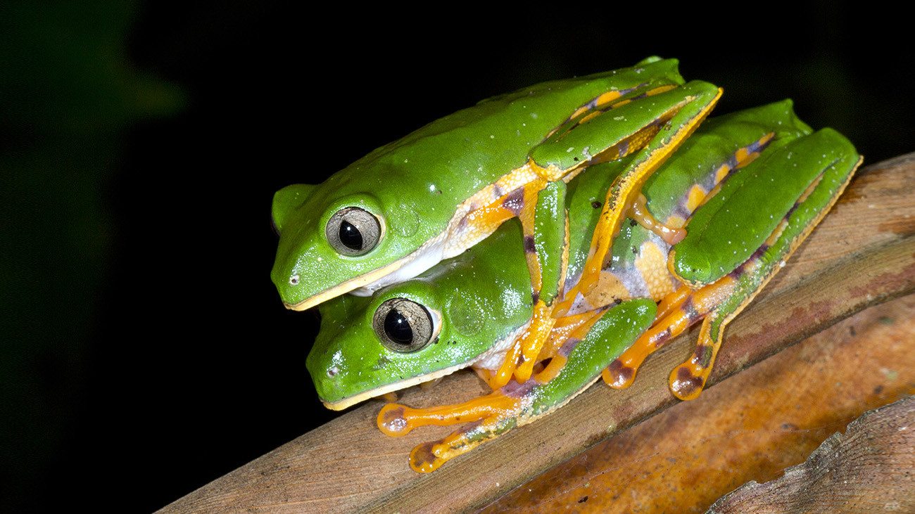 The Tiger-striped Leaf Frog Phyllomedusa tomopterna is a widespread species in the Amazon basin. | Morley Read, Shutterstock