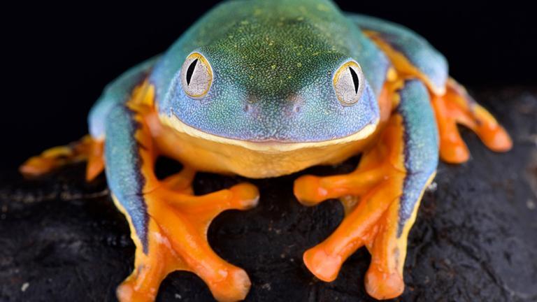 The Splendid Leaf Frog’s Cruziohyla calcarifer habitat ranges from Central America to Columbia. It is one of the most beautiful, and, being almost nine centimeters long, also one of the biggest leaf frogs. | reptiles4all, Shutterstock