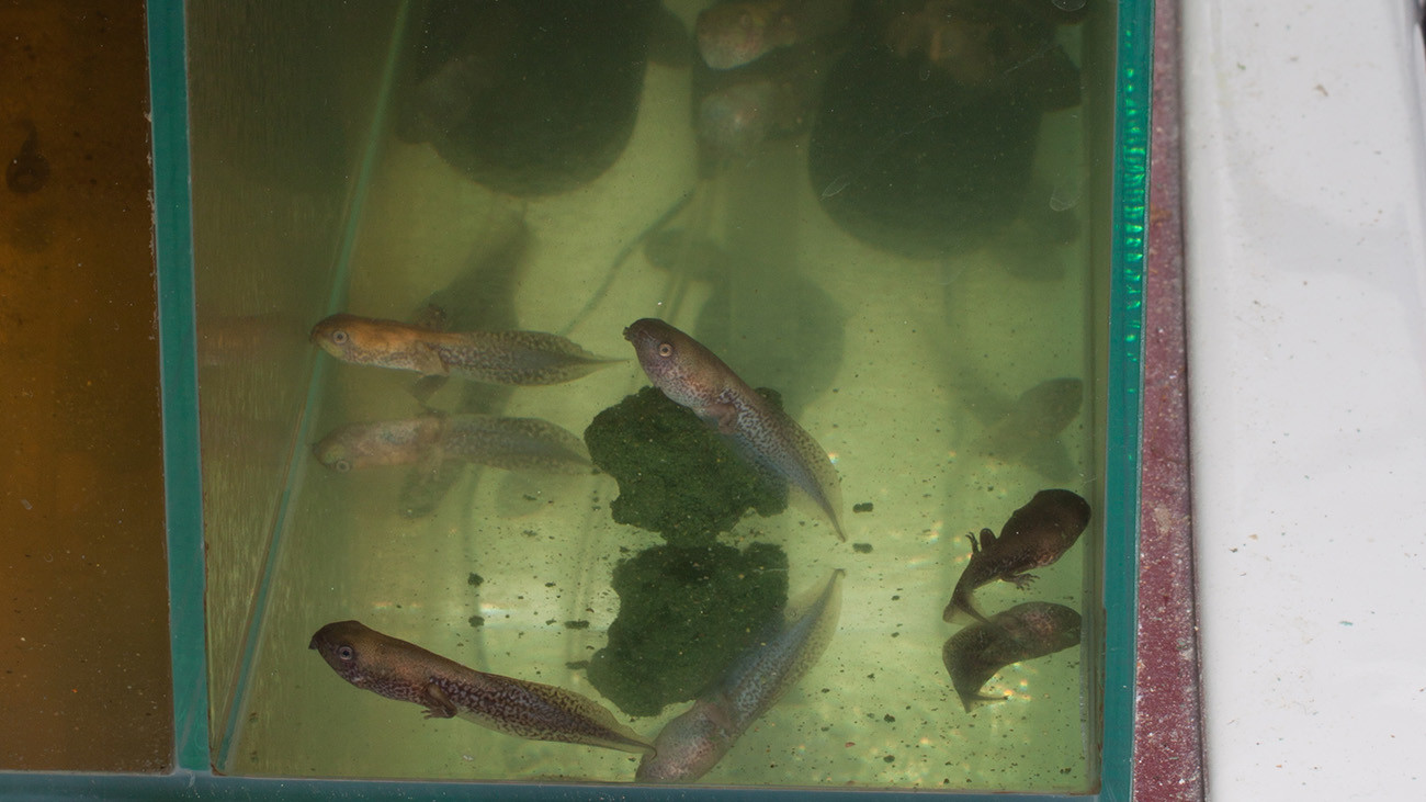 The tadpoles are bred in aquariums. | Tobias Eisenberg
