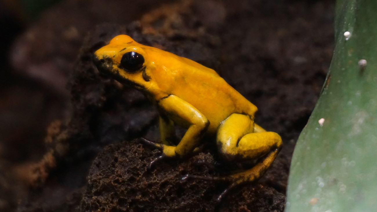 Poison dart frogs have an extremely effective poison. The Golden Poison Frog (Phyllobates terribilis) is considered the most toxic vertebrate in the world. | Björn Encke, Frogs & Friends