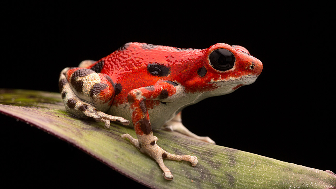 This Strawberry Poison Frog (Oophaga pumilio) uses the same warning technique as the Demonic Poison Frog: the bright red and black color of its skin. | Dirk Ercken, Shutterstock