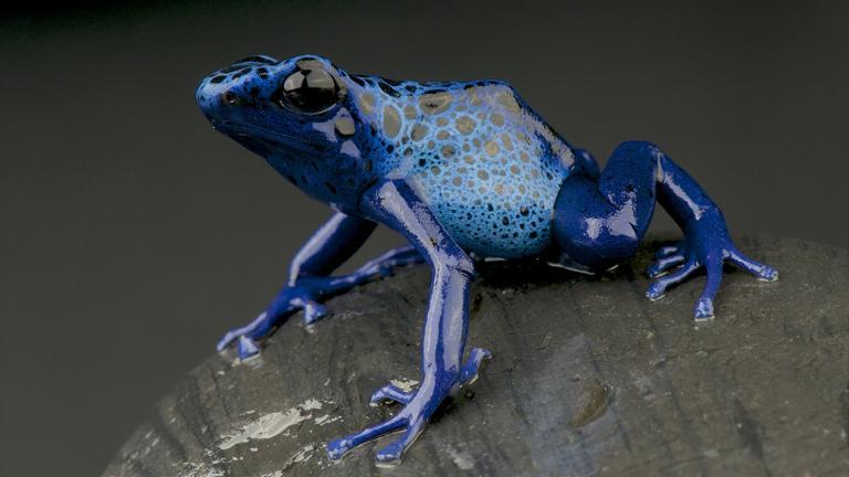 The Dyeing Poison Frog (Dendrobates tinctorius) sometimes shocks predators with a bright blue color … | reptiles4all, Shutterstock