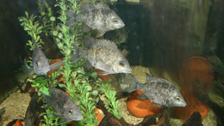 Weibchen des Mangaraha-Buntbarsches. Die Fische können gut in Gruppen gehalten werden. | Piotr Korzeniowski
