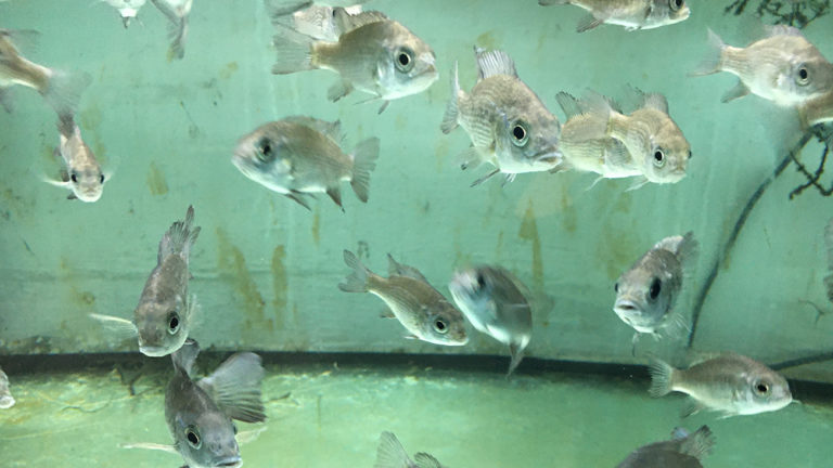 Breeding success - view into a nursery of the intermediate "rarest fish in the world": an aquarium at Cologne Zoo | Kidan Patanant