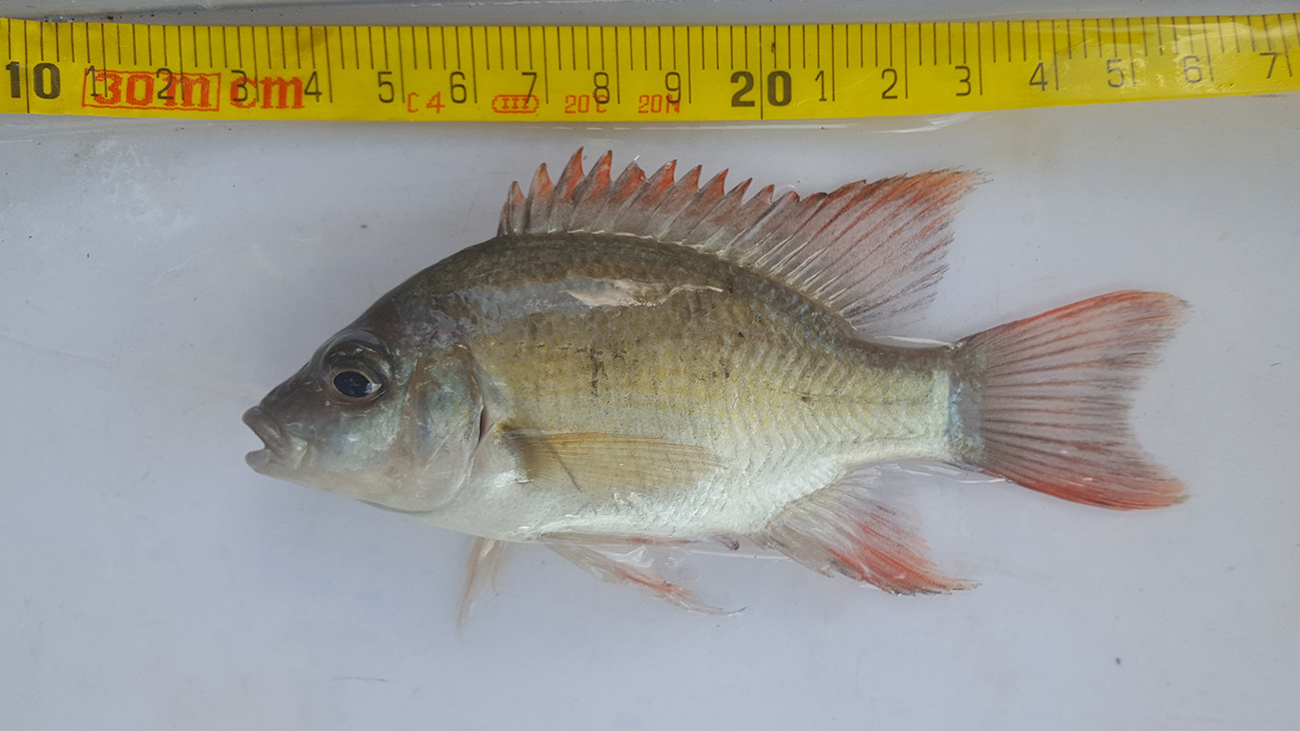 A Mangarahara cichlid caught in the Amboaboa River - one of the last of its kind. Or from another perspective: one of the first after the hopefully successful conservation efforts. | Charles Fusari