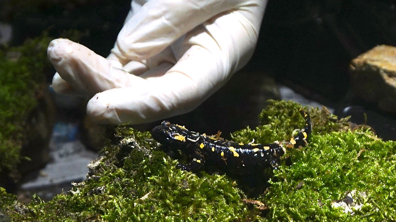 The latest arrival: five Almanzor Fire Salamander from the CC program moved into the Weeze Zoo | Björn Encke, Frogs & Friends