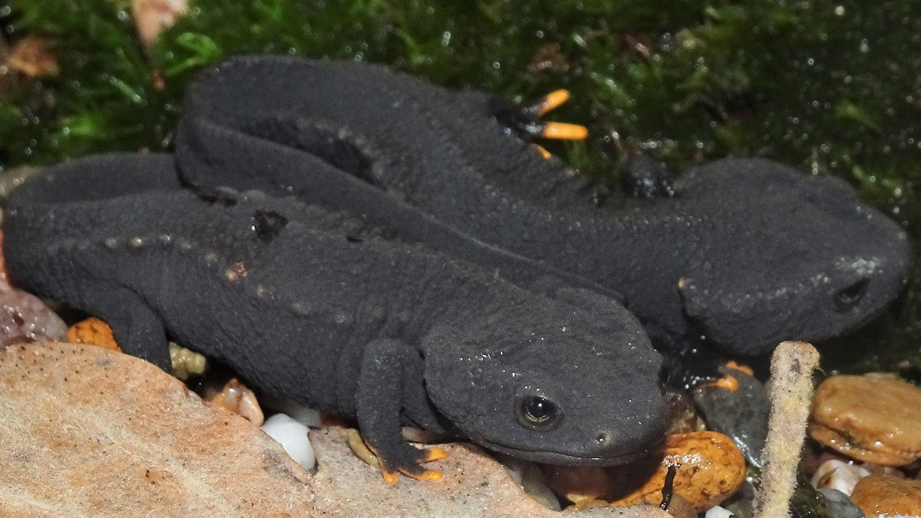 The first Vietnamese Crocodile Newts will be transferred to CC participants | Thomas Ziegler