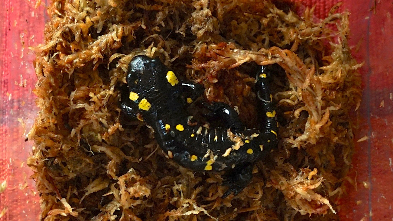Almanzor-Feuersalamander leben nur in einem kleinen Gebirgsgebiet in Zentral-Spanien. Sollte der todbringende Salamanderfresserpilz dort hinkommen, wäre die gesamte Unterart in freier Natur in akuter Gefahr | Björn Encke, Frogs & Friends