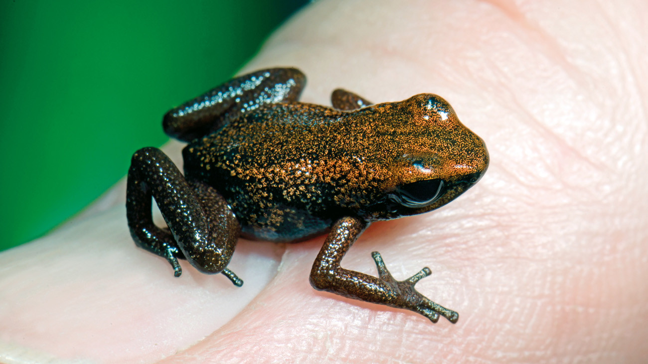 More founding specimens from its pioneer species - such as the Demonic Poison Frog - are necessary | Benny Trapp, Frogs & Friends