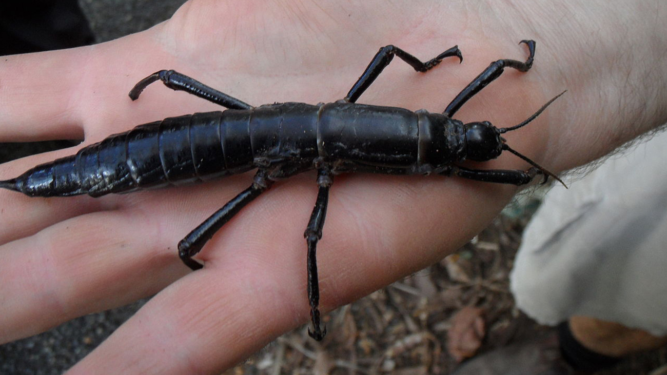 Mystical creature from the south seas: the Lord Howe Island stick insect