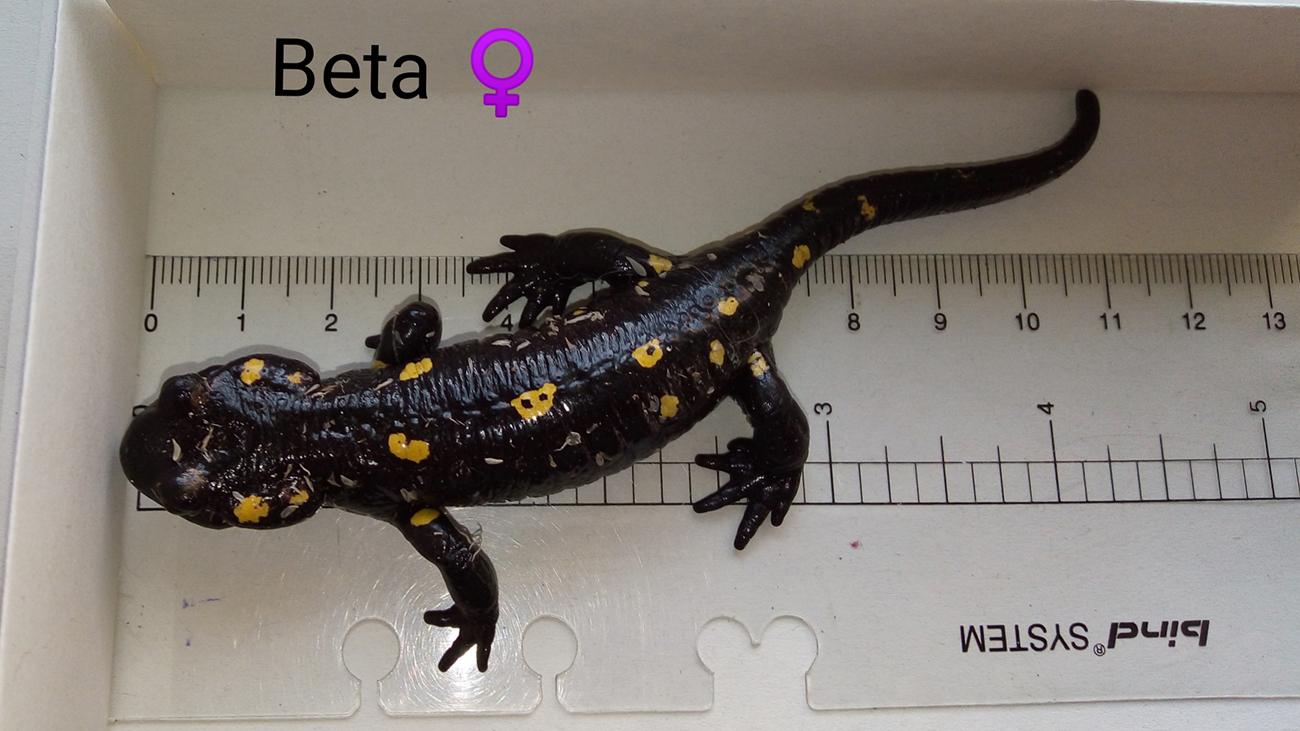 Our Almanzor fire salamanders are growing up, but will need another one or two years until they will be able to have offspring of their own. | Sandra Kölsch